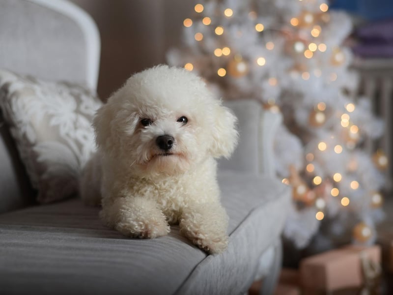 The Bichon Frise gets its name from the French 'bichon à poil frisé', which literally means 'curly haired dog'. It's certainly a pretty accurate description for these cute pups.