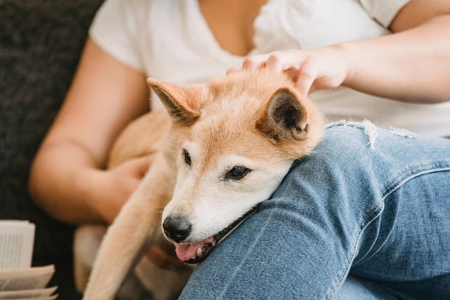 Bombing raids on Japan during World War II, combined with a particularly virulent strain of distemper, nearly wiped out the Shiba Inu. A breeding programme after the war saved the much-loved dog, with the majority of survivors the Shinshu variety.