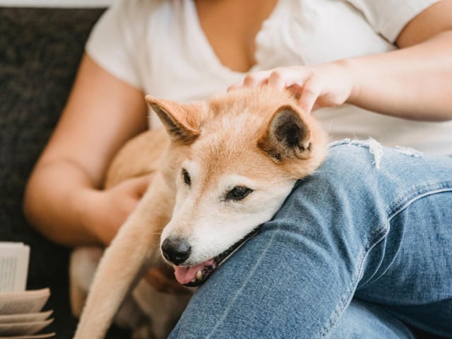 Bombing raids on Japan during World War II, combined with a particularly virulent strain of distemper, nearly wiped out the Shiba Inu. A breeding programme after the war saved the much-loved dog, with the majority of survivors the Shinshu variety.