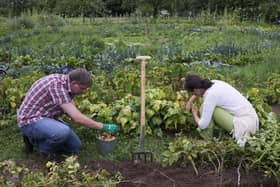 It may one day be possible to warn potato plants of impending bad weather (Picture: Carsten Koall/Getty Images)