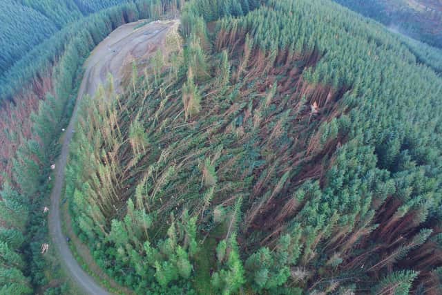 This forest at Glentress in the Scottish Borders suffered severe damage during Storm Arwen