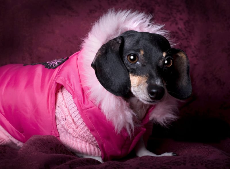 There's a reason why you often see Dachshunds in colourful winter attire - their short coats and tiny stature mean they hate the cold. Their short legs are also pretty unhelpful when it comes to anything more than a light smattering of snow.