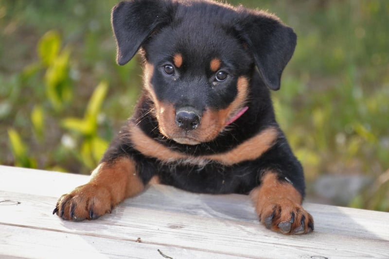 Known for being great guard dogs, the Rottweiller can also make for a surprisingly gentle and loving family dog. There were 2,050 registrations in 2020, putting them in second place for popularity in the Working Group.