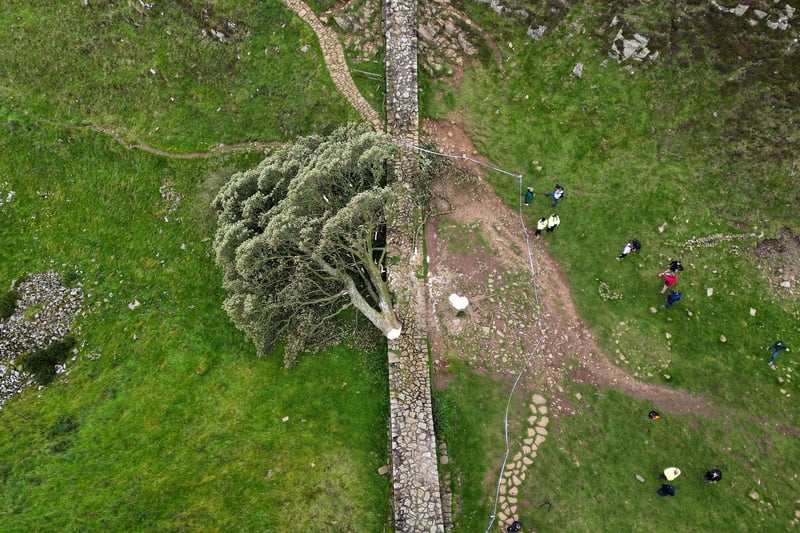 The 'Sycamore Gap' tree on Hadrian's Wall lies on the ground leaving behind only a stump in the spot it once proudly stood