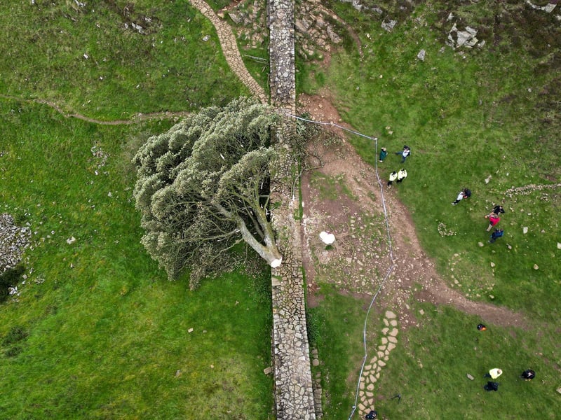 The 'Sycamore Gap' tree on Hadrian's Wall lies on the ground leaving behind only a stump in the spot it once proudly stood