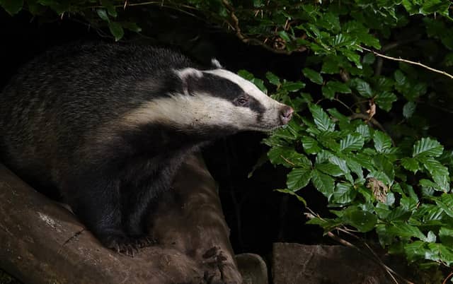 The badger, our largest remaining predator, is a victim of bad press and misunderstanding, writes Polly Pullar.