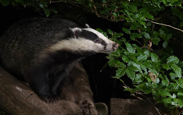 The badger, our largest remaining predator,  is  a victim of bad press and misunderstanding, writes Polly Pullar.