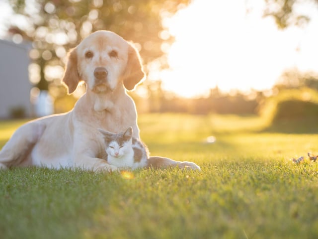 Most dogs will shed all year round, but in the lead up to summer, shedding can increase to make way for a lighter summer coat. Often without a good brush or professional groom, the loose hair will sit on your dog's body, which will keep them feeling warm. As the weather heats up, getting your dog in for a good groom is a good way of removing all excess hair and will aid in keeping them cooler in the summer sun.