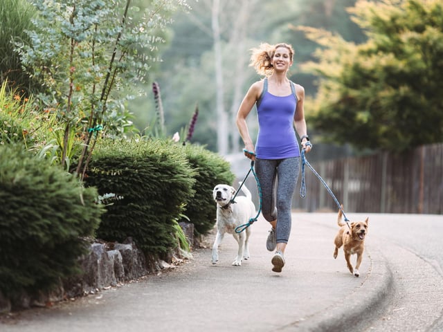Most people go on runs or long walks with their dogs but running and walking for extended periods of time on concrete can be bad for your pets’ joints. Instead, why not look into swimming with your dog, playing frisbee, dancing, or hill walking. Know your dog and its capabilities and get creative with low impact exercises!