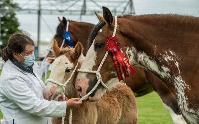 Royal Highland Show winners