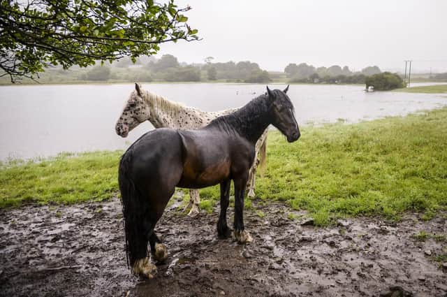 Horses are much smarter than previously thought, scientists have said. Photo: Ben Birchall/PA Wire