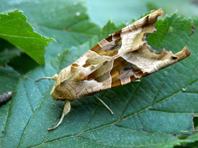The majority of Scotland's moths don't emerge until later in the year but the incredible Angle Shades is one that has been seen as early as April in recent years. They are tricky to spot though - looking almost exactly like a dead leaf.