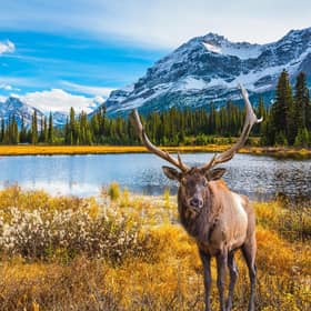 An elk in Jasper National Park. Pic: PA Photo/Luxtripper.