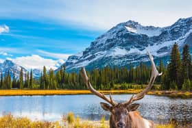 An elk in Jasper National Park. Pic: PA Photo/Luxtripper.