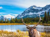 An elk in Jasper National Park. Pic: PA Photo/Luxtripper.