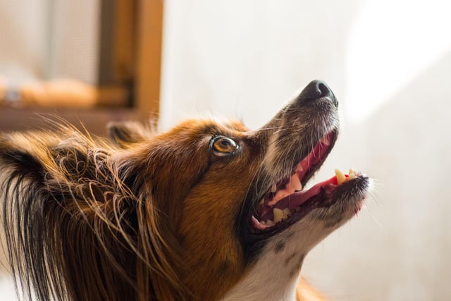 The Papillion is a type of Spaniel. The breed's ancestors were called Dwarf Spaniels and were used as companion dogs, and for catching rats and other vermin.