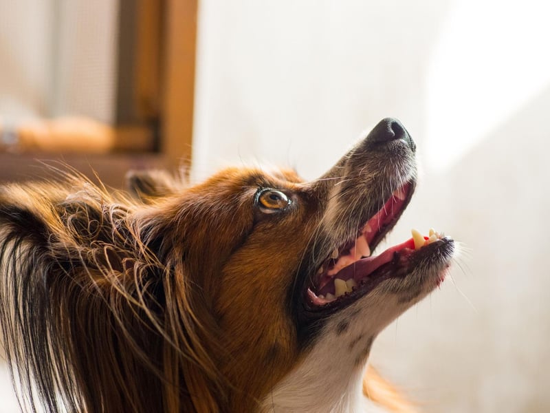 The Papillion is a type of Spaniel. The breed's ancestors were called Dwarf Spaniels and were used as companion dogs, and for catching rats and other vermin.