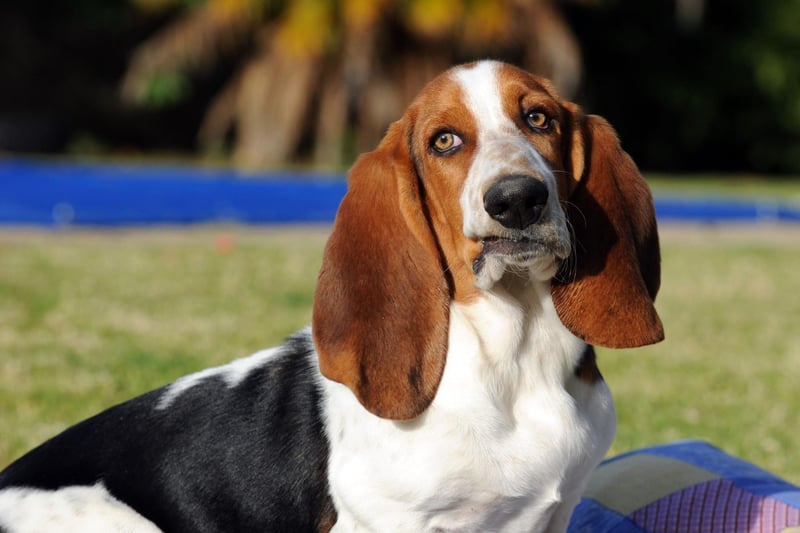 The Basset Hound is an incredibly lazy and easy going breed of dog. Unfortunately, this means they are also likely to ignore you when you want them to do something. Good luck getting a sleepy Basset Hound off your bed.