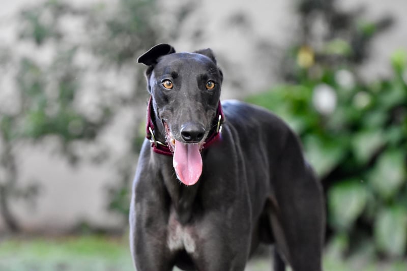 The Greyhound simply doesn't know when it's time to stop running and take a rest in the shade - making them four times more likely than the Lab to get heatstroke.