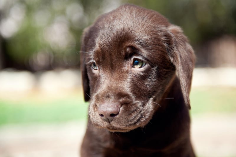 Few breeds of dog are as versatile as the Lab. Along with being a great family pet, they make fantastic hearing and sight dogs, hunting dogs, army dogs, companion dogs, therapy pets, sniffer dogs, and working dogs.