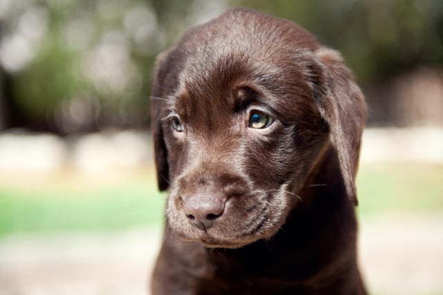 Few breeds of dog are as versatile as the Lab. Along with being a great family pet, they make fantastic hearing and sight dogs, hunting dogs, army dogs, companion dogs, therapy pets, sniffer dogs, and working dogs.