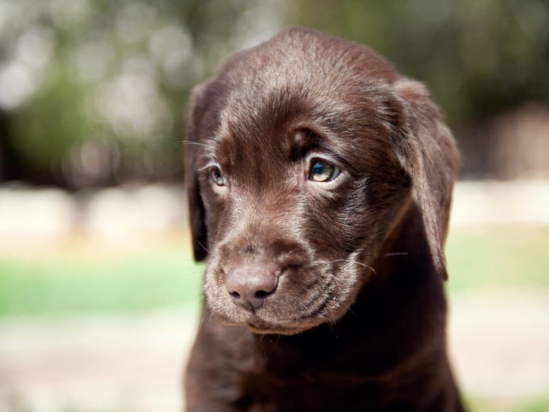 Few breeds of dog are as versatile as the Lab. Along with being a great family pet, they make fantastic hearing and sight dogs, hunting dogs, army dogs, companion dogs, therapy pets, sniffer dogs, and working dogs.