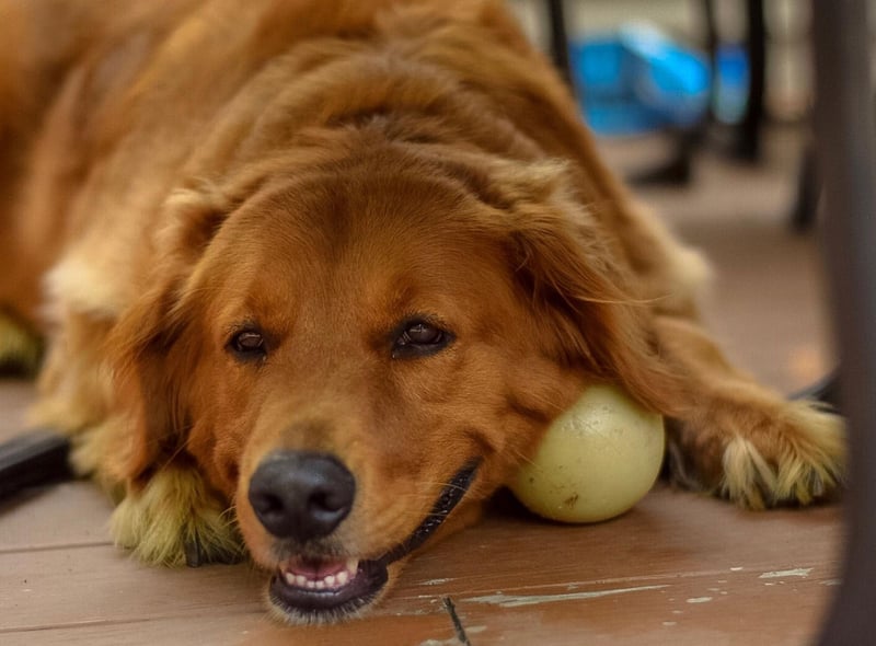 A close cousin of the Labrador Retriever, the equally adorable Golden Retriever takes fourth spot in America's favourite dogs.