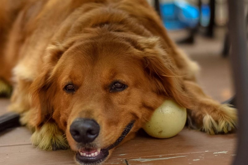 A close cousin of the Labrador Retriever, the equally adorable Golden Retriever takes fourth spot in America's favourite dogs.