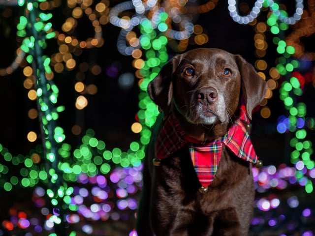 While a huge pile of presents underneath the tree is one of the most special sights at Christmas, our excitable pups may be tricked into thinking that the presents are all for them, especially if some of the gifts contain food. Not only will your dog tearing into other people’s Christmas presents cause a few tears on Christmas morning, but any gifts that contain things like chocolate, alcohol or batteries can make your dog incredibly sick should they accidentally digest them. Avoid storing your presents under the tree until Christmas Eve at the very earliest. This will reduce the likelihood of your pup ruining your presents before the big day arrives.