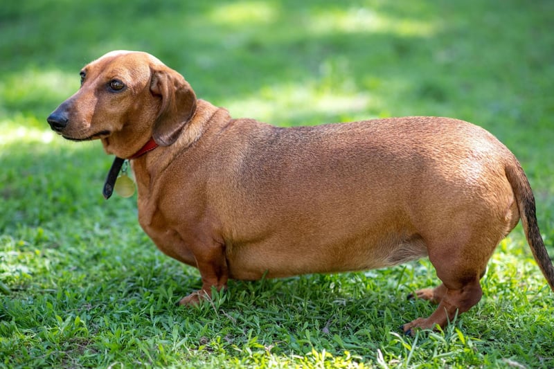 Another breed that has been bred to track down prey - both above and below ground - the Dachshound is also a professional when it comes to begging for food. They need more exercise that their size would suggest to keep them slim and healthy.