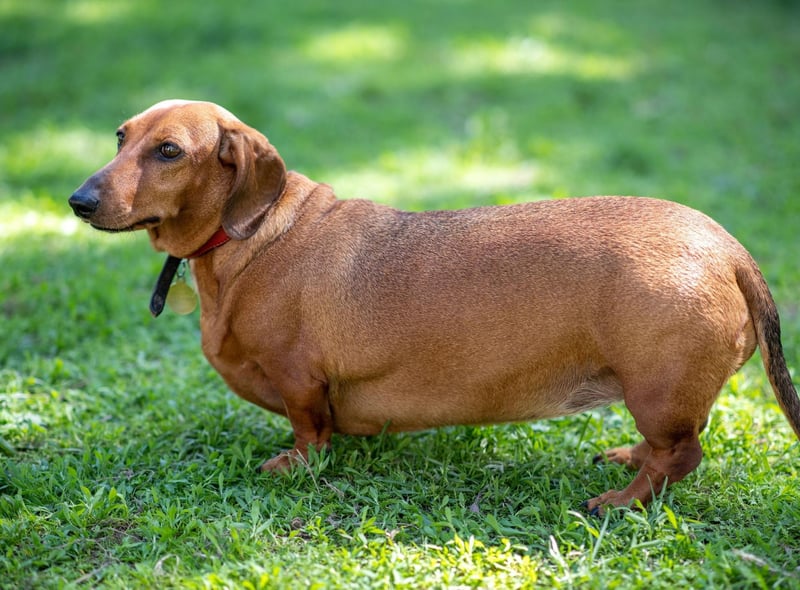 Another breed that has been bred to track down prey - both above and below ground - the Dachshound is also a professional when it comes to begging for food. They need more exercise that their size would suggest to keep them slim and healthy.
