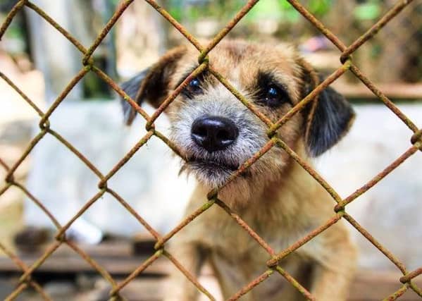 New measures increasing the maximum available penalties for the worst cases of animal cruelty have come into force.
