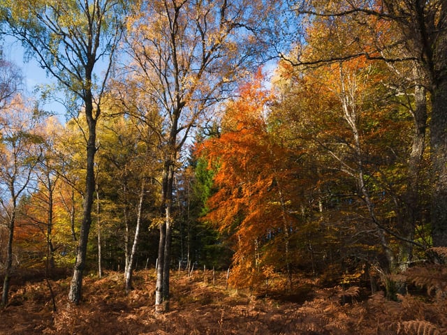 As the trees start shedding their leaves, there can be some spectacular dispays of golden and red foliage. Perhaps the prettiest sight is the silver birch, whose yellow autumnal leaves contrast dramatically with the silver bark that gives them their name.
