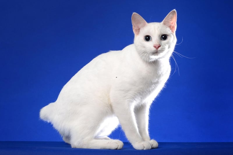 This gorgeous breed of cat is very amicable and fearless, which means it is open to bonding with other cats in the home.
