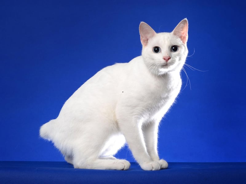 This gorgeous breed of cat is very amicable and fearless, which means it is open to bonding with other cats in the home.