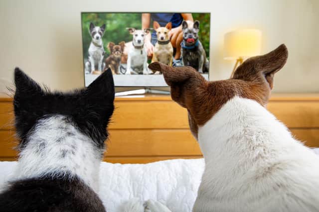 These dogs are agog at the goggle-box so what's the verdict on their new dedicated channel, DogTV?