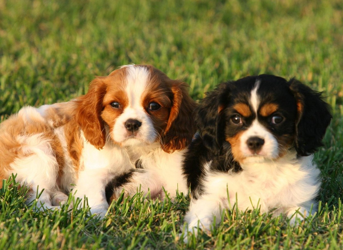 can a cavalier king charles spaniel go in public