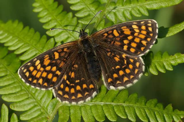 A Heath Fritillary butterfly