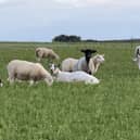 Livestock farmers are growing more concerned about the spread of bluetongue virus.