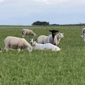 Livestock farmers are growing more concerned about the spread of bluetongue virus.