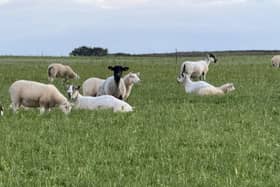 Livestock farmers are growing more concerned about the spread of bluetongue virus.