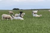 Livestock farmers are growing more concerned about the spread of bluetongue virus.