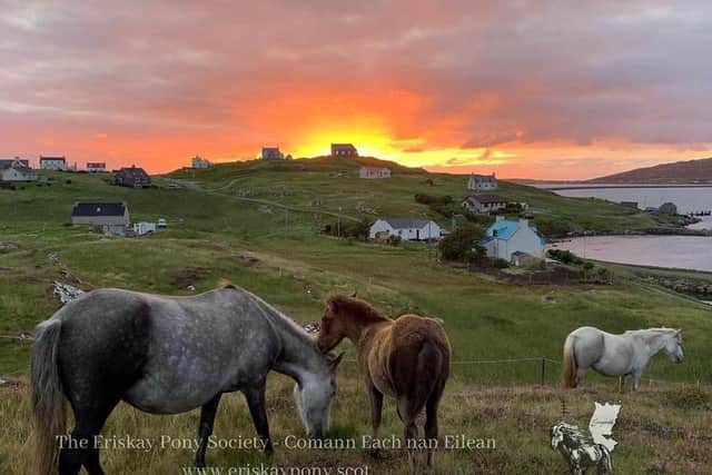 Life on the edge - there are less than 100 pure breed Eriskay Ponies left with renewed hopes to protect and raise awareness of the animals.