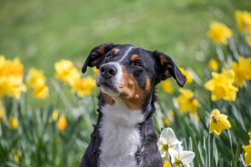 A common reaction to allergies is excessive licking of the paws. This occurs when a dog’s body naturally pushes histamines to the paws. Histamines are chemicals that the body releases into the bloodstream when the immune system is defending against an allergen.