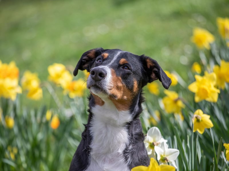 A common reaction to allergies is excessive licking of the paws. This occurs when a dog’s body naturally pushes histamines to the paws. Histamines are chemicals that the body releases into the bloodstream when the immune system is defending against an allergen.