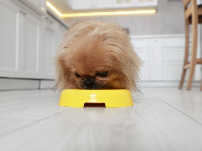 Speaking of treats, there are few breeds as keen on tasty titbits than the Pekingese. Their quest for them can lead to them blackmailing you with their behaviour - so if they think that skipping a healthy meal will lead to treats from a worried owner, then that's exactly what they will do.