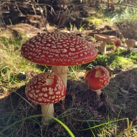 An underground network of mycorrhizal fungi – known as the wood-wide web – connects the roots of trees and other plants in a forest in a mutually beneficial arrangement that allows nutrients and water to be exchanged, benefiting growth, development and resilience