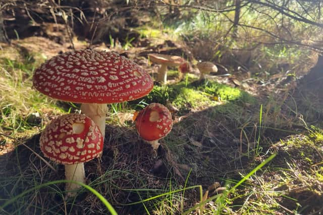 An underground network of mycorrhizal fungi – known as the wood-wide web – connects the roots of trees and other plants in a forest in a mutually beneficial arrangement that allows nutrients and water to be exchanged, benefiting growth, development and resilience