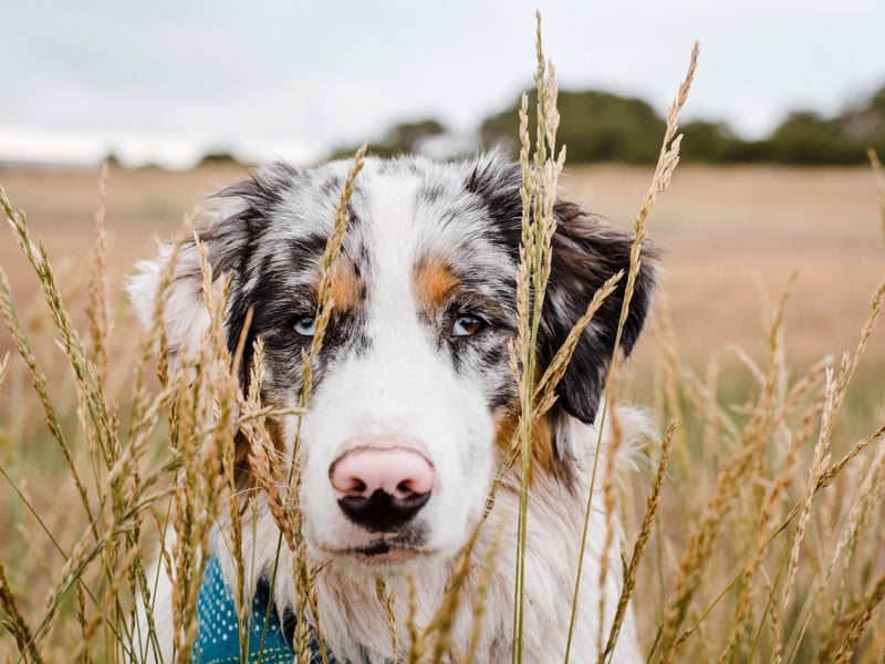 Starting with the easiest pups to housebreak and the gorgeous Australian Shepherd. A combination of intelligence and eagerness to please means this breed will quickly get to grips with popping outside.