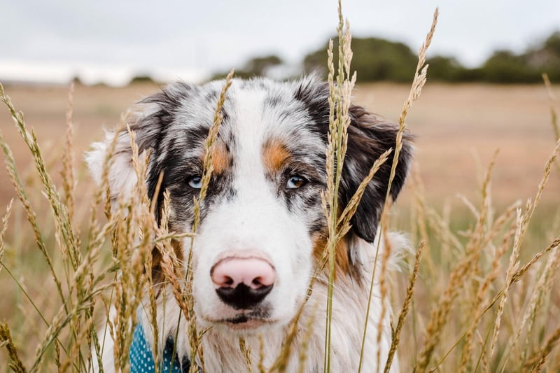 Starting with the easiest pups to housebreak and the gorgeous Australian Shepherd. A combination of intelligence and eagerness to please means this breed will quickly get to grips with popping outside.